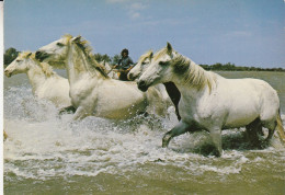 ANIMAUX  CHEVAUX - Chevaux