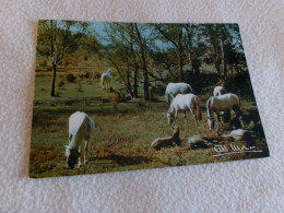 BELLE CARTE PHOTO.."PRESTIGE DE LA TERRE ...EN LIBERTE"....signe A. MONIER - Monier