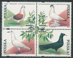 Poland Stamps MNH ZC.3363-66 Czw: Breeding Pigeons (four) - Ungebraucht