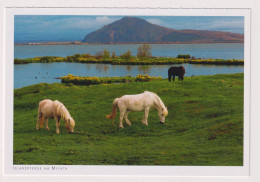 AK 197442 ICELAND - Islandpferde Am Myvatn - Islande
