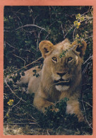 LION LÖWE LEÓN LEONE LEEUW LEÃO - FAUNE AFRICAINE - ECRITE - Lions