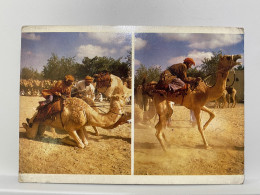 Racing Camel, Al Mintrib,  Oman Used Stamped 1979 Postcard - Oman