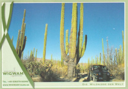 ÉTENDUES SAUVAGES DU MONDE.Saguaro Cactus,Arizona. New German Stamp At The Back (Planetarium) - Cactusses