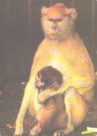 Monkey With Son - Singes