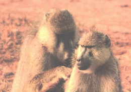 Monkey With Son, Baboon - Singes