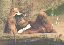 Sleeping Monkey, Orangutan - Singes