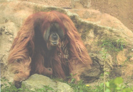 Standing Monkey, Orangutan - Singes