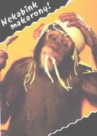 Monkey With Pasta Bowl On Head - Singes