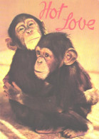 Hugging Monkeys, Chimpanzees - Singes