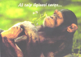 Monkey, Chimpanzee Smelling Flower - Singes