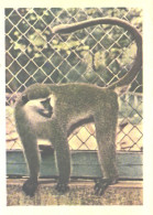 Monkey In Zoo, 1963 - Singes