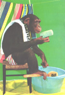 Clothed Monkey With Washing Tools, Chimpanzee, Ape - Singes