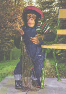 Clothed Monkey With Brush, Chimpanzee, Ape - Singes