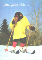 Clothed Monkey Skiing, Chimpanzee, Ape - Singes