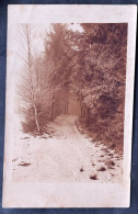 Waldweg In Der Schweiz/ Fotokarte - Árboles