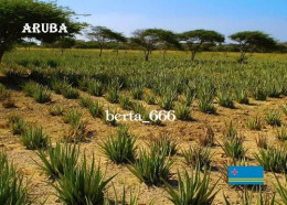 Aruba Aloe Vera Plantation New Postcard - Aruba
