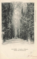 ALGÉRIE - Alger - Jardin D'Essai - Allée Des Platanes - Carte Postale Ancienne - Alger