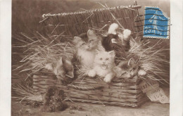 ANIMAUX - Chats - Chatons Dans Un Panier - Carte Postale Ancienne - Chats