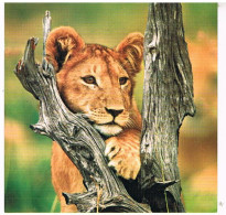 MAXI CARTE  LION  165X165 - Lions