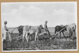 IRAQ ARAB METHOD OF PLOUGHING N°H054 - Iraq