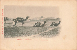 ALGÉRIE - Scènes & Types - Types Algériens - Groupe De Chameaux - Carte Postale Ancienne - Szenen