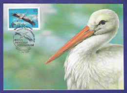 Russland / UdSSR 1991  Mi.Nr. 6172 , Weißstorch - Maximum Card - Premier Jour 04.02.1991 - Tarjetas Máxima