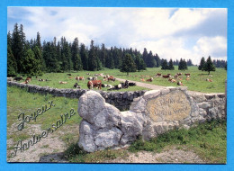 OLI1045, Pré D'Aubonne, Sentier Du Sapin-à-Siméon, Vaches, Parc Jurassien Vaudois, 1257, Baudat, GF, Circulée  2010 - Aubonne