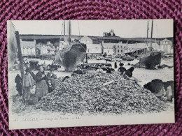 Cancale , Triage Des Huitres  LL - Cancale