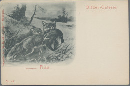 Thematics: Animals-foxes: 1897, MÜNCHEN COURIER, Ungebr. Bildpostkarte Mit Aufge - Otros