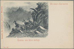 Thematics: Animals-birds Of Prey: 1897, MÜNCHEN COURIER, Bildpostkarte Mit Aufge - Adler & Greifvögel