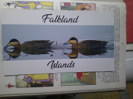Falkland Islands, Silver Teal Ducks - Falklandeilanden