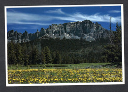 Etats Unis - ROCKY MOUNTAIN - WILDFLOWERS - USA National Parks