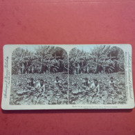 PHOTO STEREO HAWAIIAN ISLANDS NATIVE - Stereoscoop