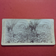 PHOTO STEREO CUBA LA HAVANE PLANTATION DE TABAC - Stereoscopic