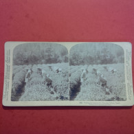 PHOTO STEREO KYOTO CUEILLETTE DU FAMEUX THE DE UJI - Stereoscopic