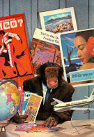 Postcard, Topic Animals, Magazine Chimpanzee - Singes