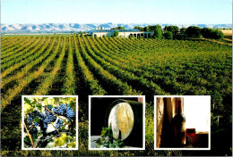 32-1-2024 (2 X 10) Australia (2 Pre-pai Maxicqrd) South Australia (SA) Wineyard & Shops - Barossa Valley