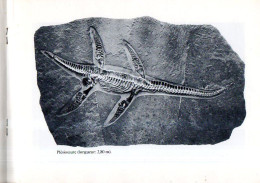 Paléontologie : Livret De Présentation Du Musée Hauff à Holzmaden/Teck (Allemagne) - Archäologie