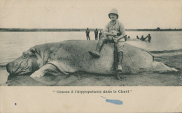 BANGUI - Chasse à L'hippopotame Dans Le Chari - Albert Coulaty Chef Du Service Des Mines - Central African Republic