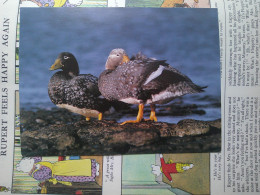 Faune Des îles Falkland, Flightless Steamer Duck, Logger Duck, Canard Bûcheron - Falkland Islands