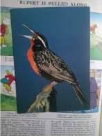 Faune Des îles Falkland, Male Long-tailed Meadowlark, Alouette Des Prés Mâle - Islas Malvinas