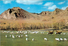 1 AK Mongolei * Eine Schafherde Im Gebiet Aimak * - Mongolie