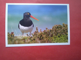 Faune Des îles Falkland, Magellanic Oystercatcher, Huîtrier De Magellan - Falkland