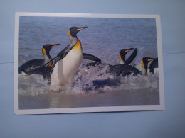 Faune Des îles Falkland, King Penguins, Manchots Royaux Revenant De La Mer - Falkland Islands