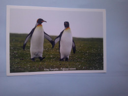 Faune Des îles Falkland, King Penguins, Pair, Paire De Manchots Royaux - Falkland Islands