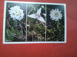 Dusty Miller, Dog Orchid & Vanilla Daisy, Dusty Miller, Orchidée Chien & Marguerite Vanille, Falkland - Falklandeilanden