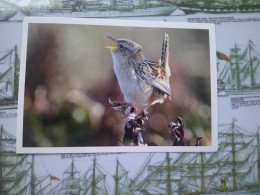 Falklands Grass Wren,Troglodyte Des Malouines - Falkland Islands