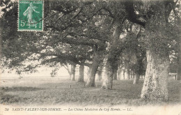 FRANCE - Saint Valery Sur Somme - Les Chênes Séculaires Du Cap Hornie - Carte Postale Ancienne - Saint Valery Sur Somme