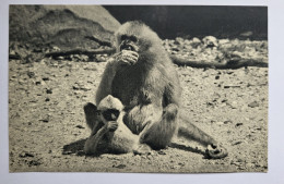 CPA Comité National De L'Enfance Gibbon Et Son Petit - Parc Zoologique Du Bois De Vincennes Zoo Singe - Singes