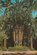 Palmeraie D'Elche : Palmier à Huit Bras - Alicante